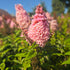Liliac de vară pitic - Buddleja davidii Little Rockstars Pink