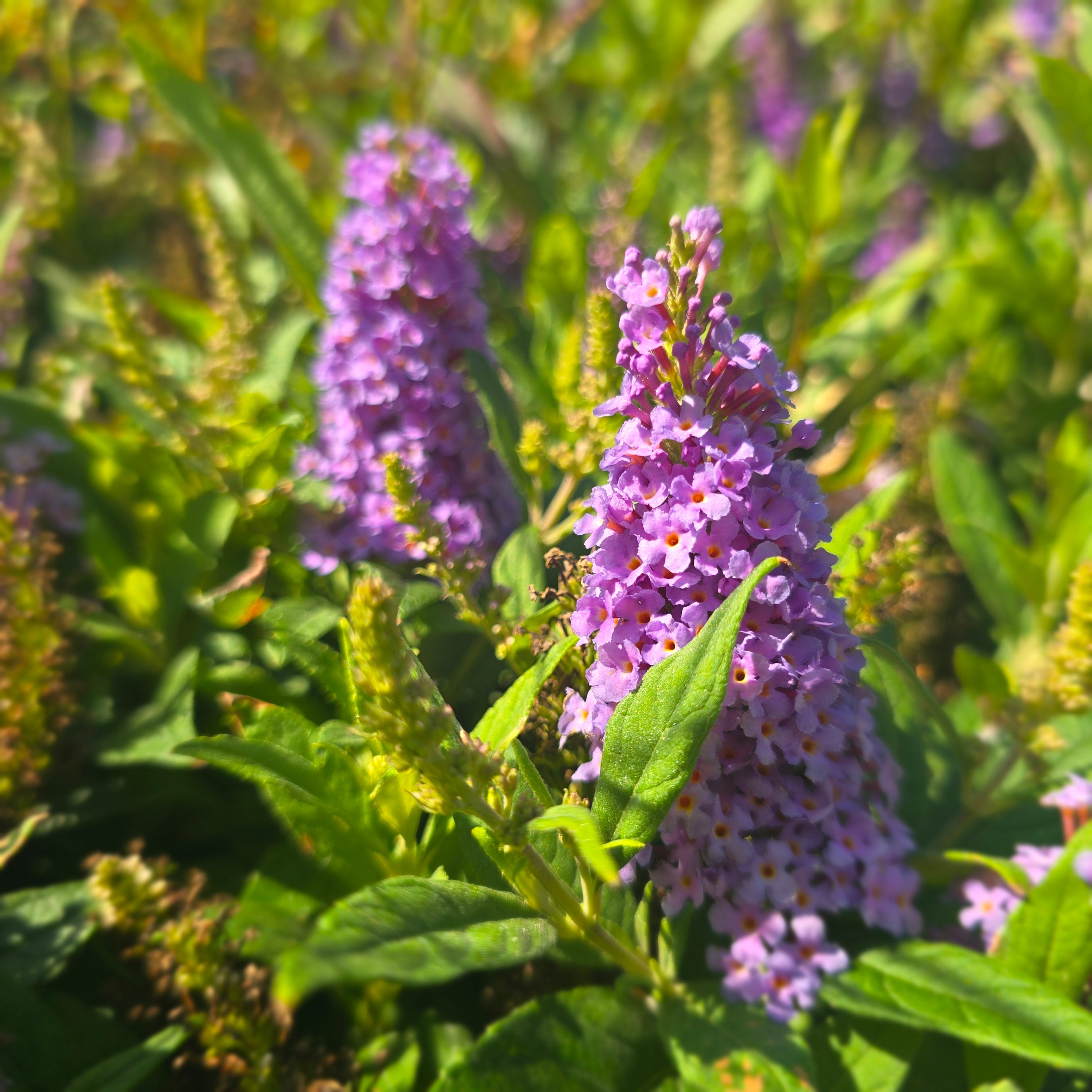 Liliac de vară pitic - Buddleja davidii Little Rockstars Blue