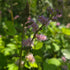 Astilbe Chinensis Pumila