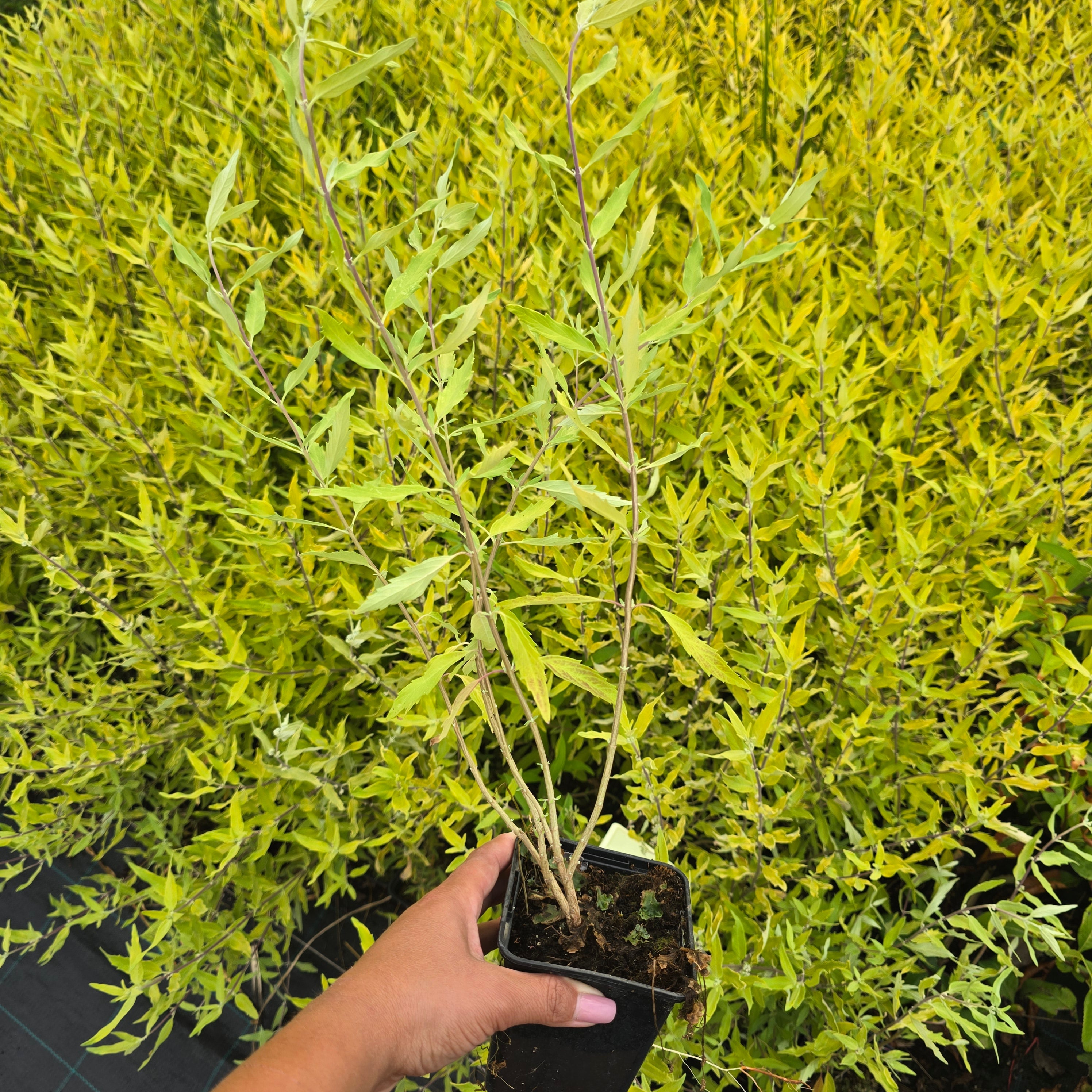 Barba Albastră Aurie - Caryopteris x Clandonensis 'Worcester Gold'