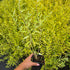 Barba Albastră Aurie - Caryopteris x Clandonensis 'Worcester Gold'