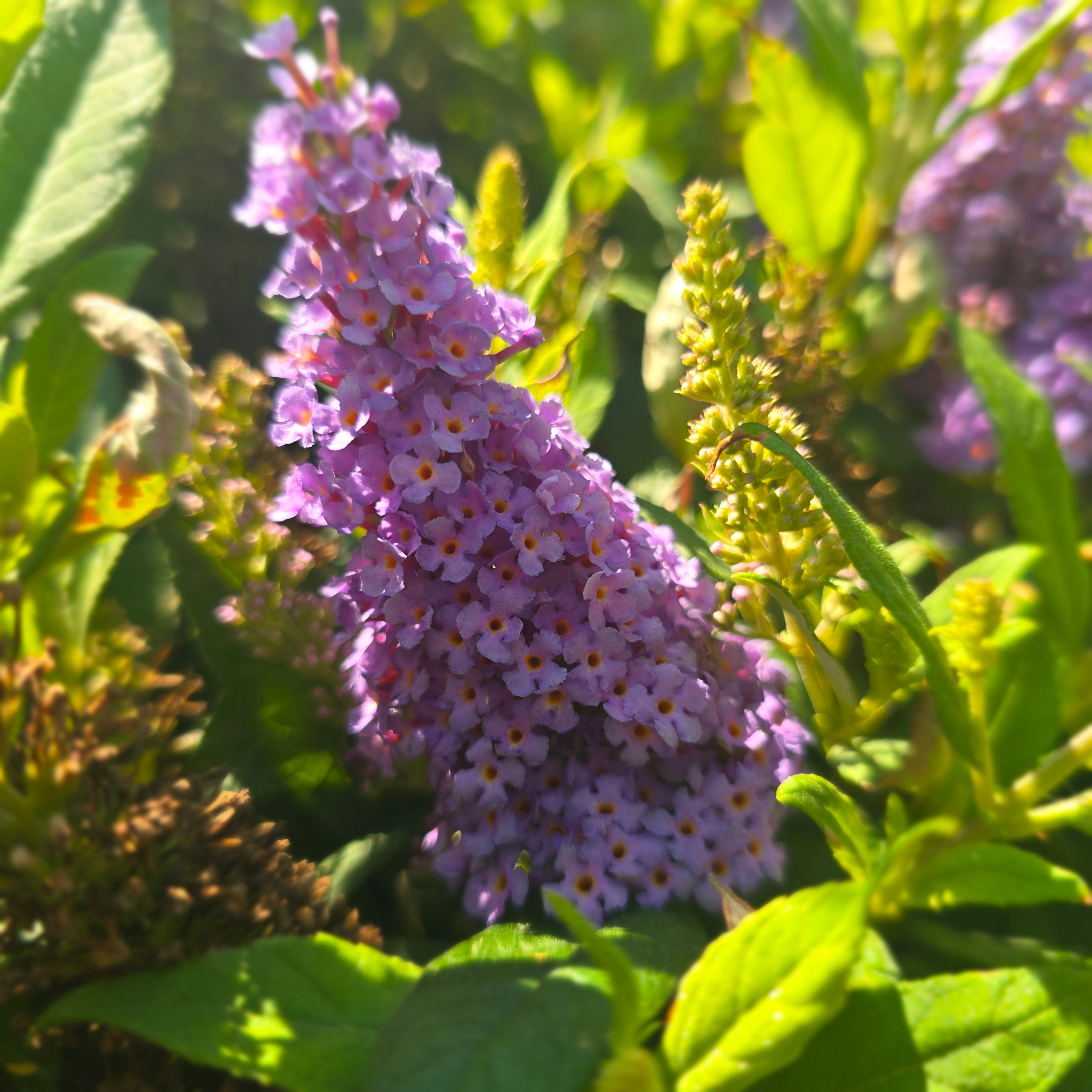 Liliac de vară pitic - Buddleja davidii Little Rockstars Blue