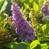 Liliac de vară pitic - Buddleja davidii Little Rockstars Blue