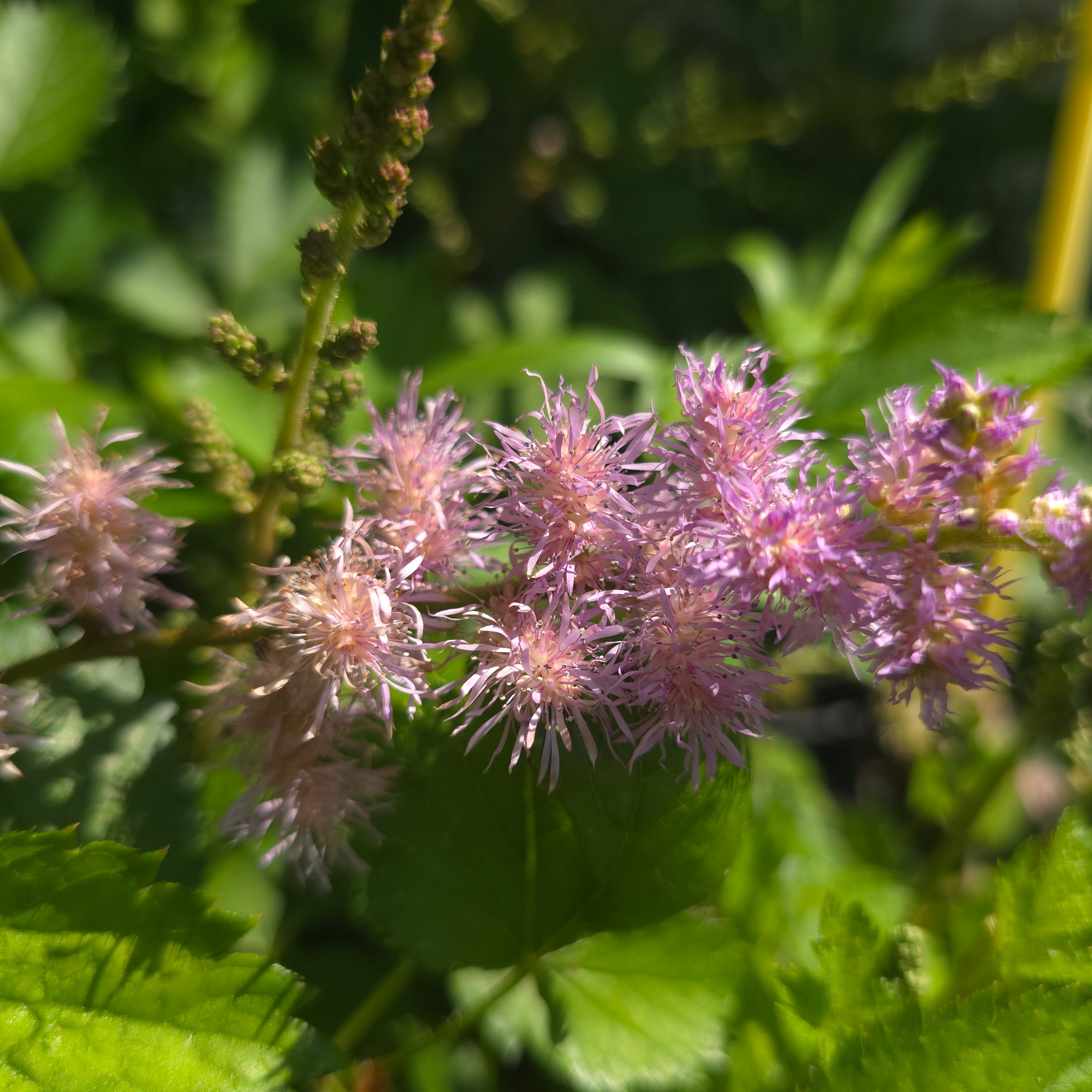 Astilbe Chinensis Pumila