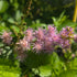 Astilbe Chinensis Pumila