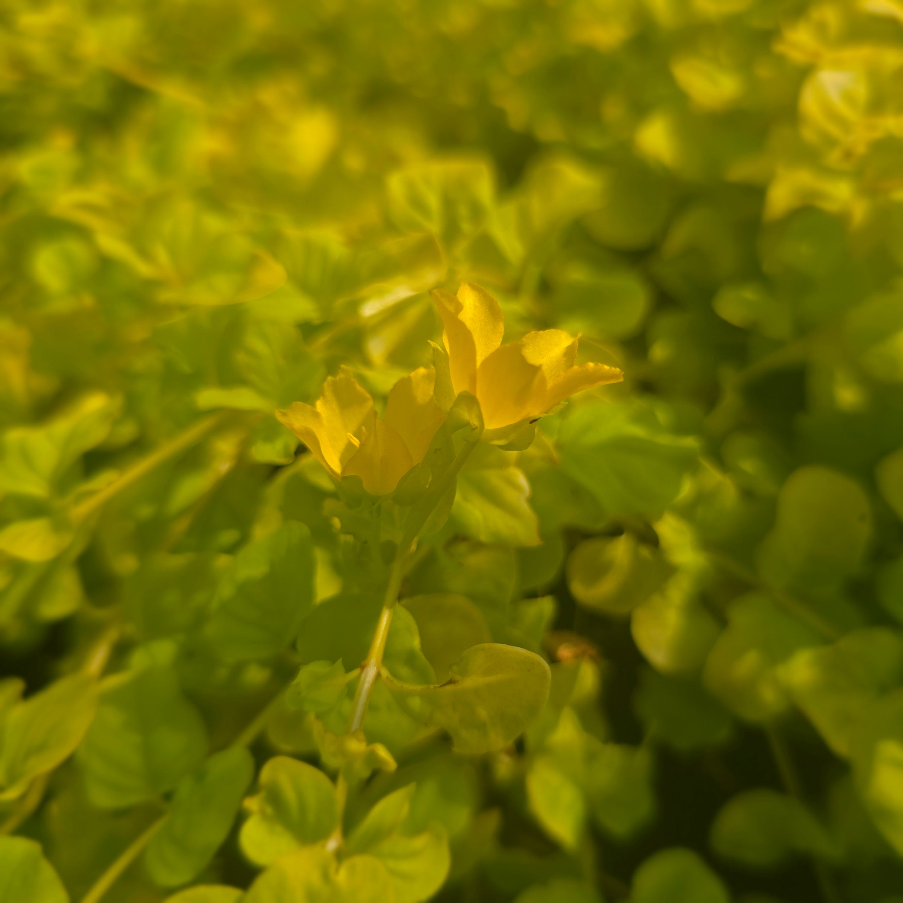 Drete - Lysimachia nummularia 'Goldilocks'