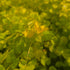 Drete - Lysimachia nummularia 'Goldilocks'