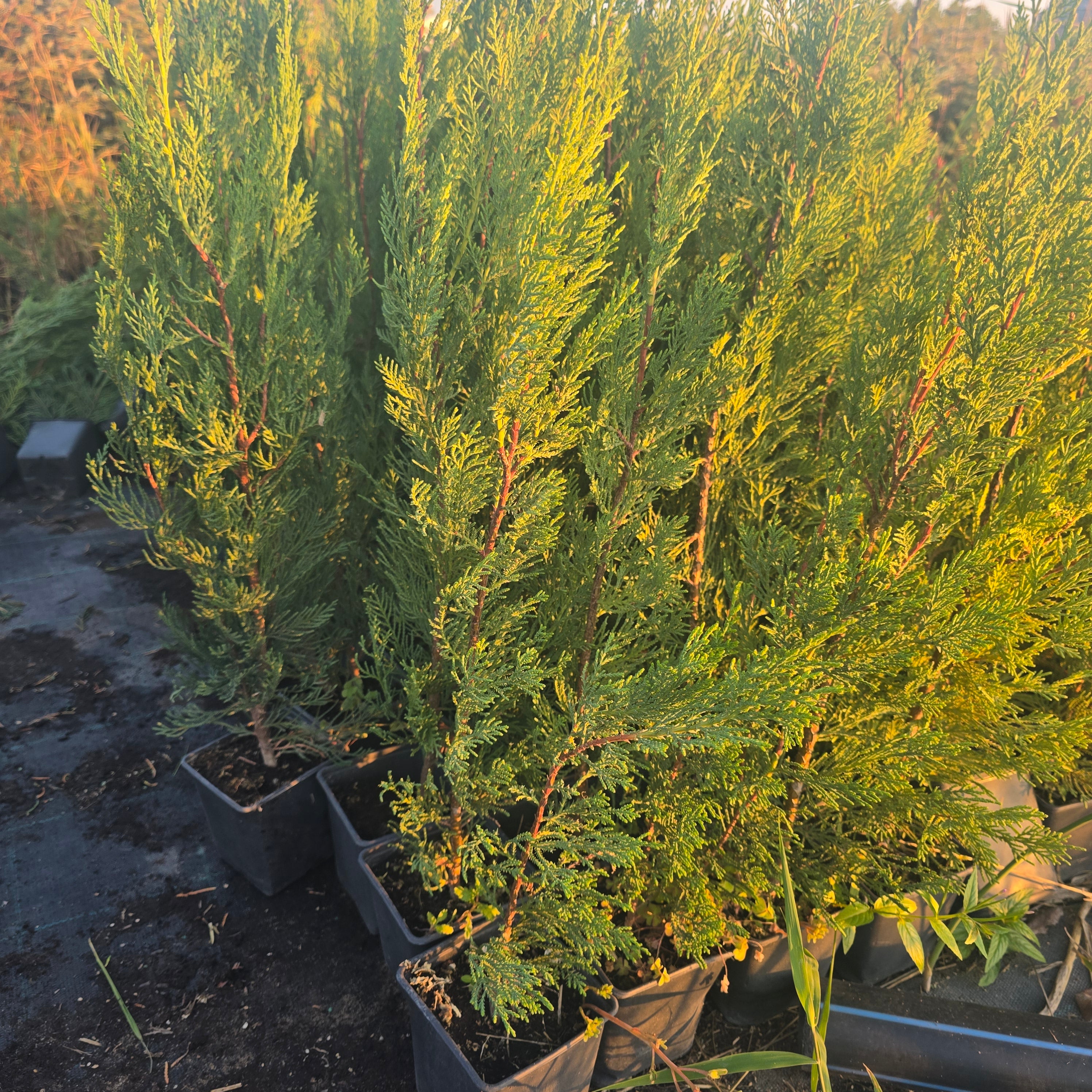 Gard viu Chiparosol Leyland - Cupressocyparis leylandii 'Green Rocket'