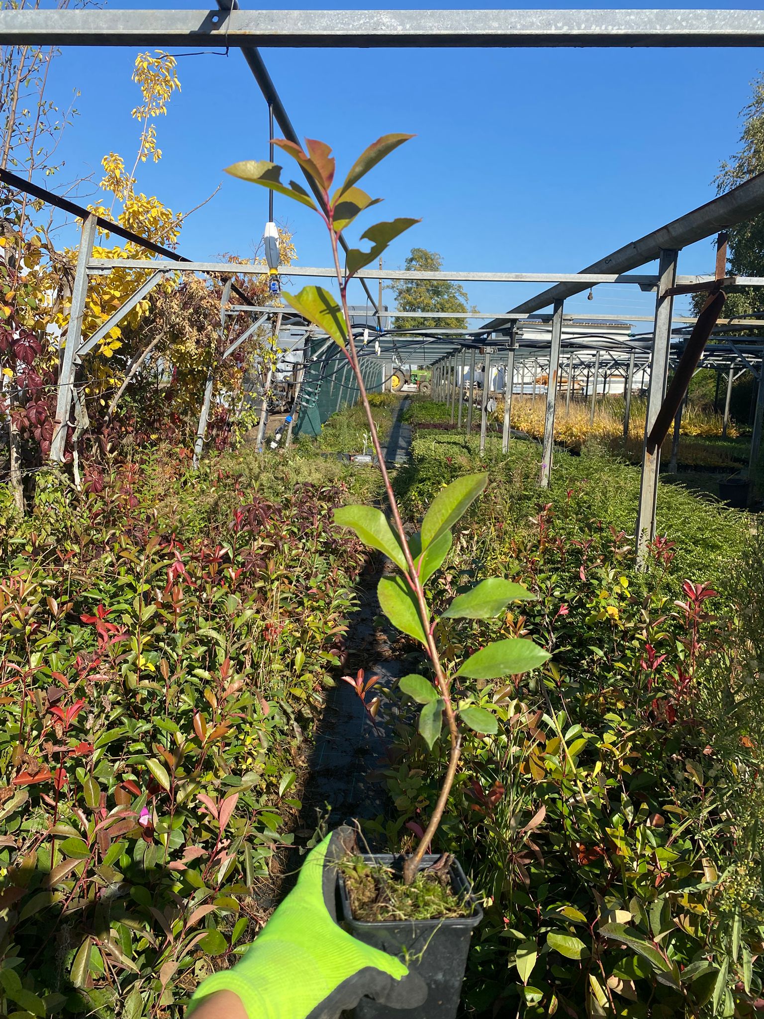 Fotinia - Photina fraseri 'Red Robin' (50-70cm înălțime la livrare)