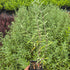 Barba Albastră - Caryopteris x Clandonensis 'Heavenly Blue'