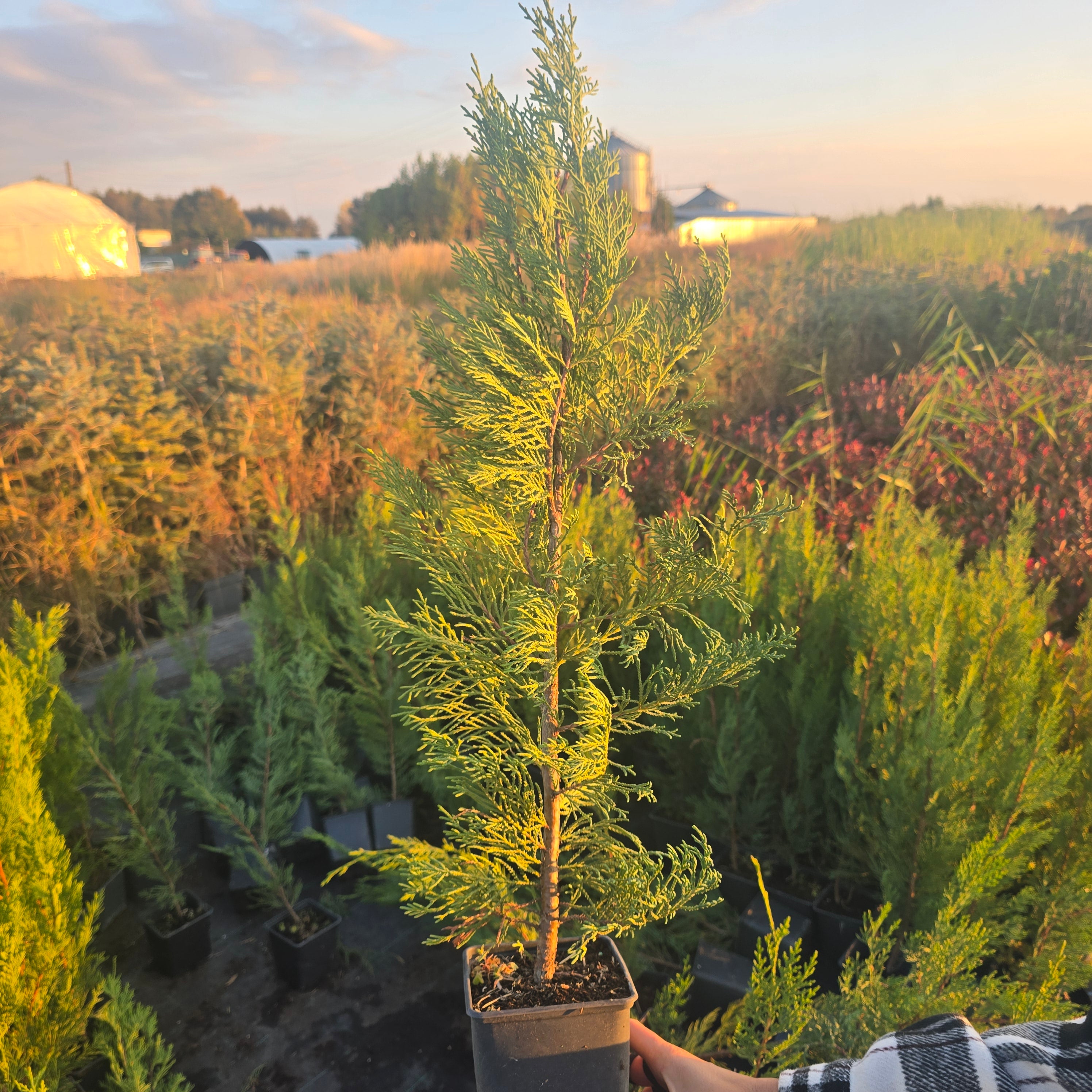 Gard viu Chiparosol Leyland - Cupressocyparis leylandii 'Green Rocket'