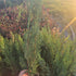 Gard viu Chiparos Leyland - Cupressocyparis Leylandii