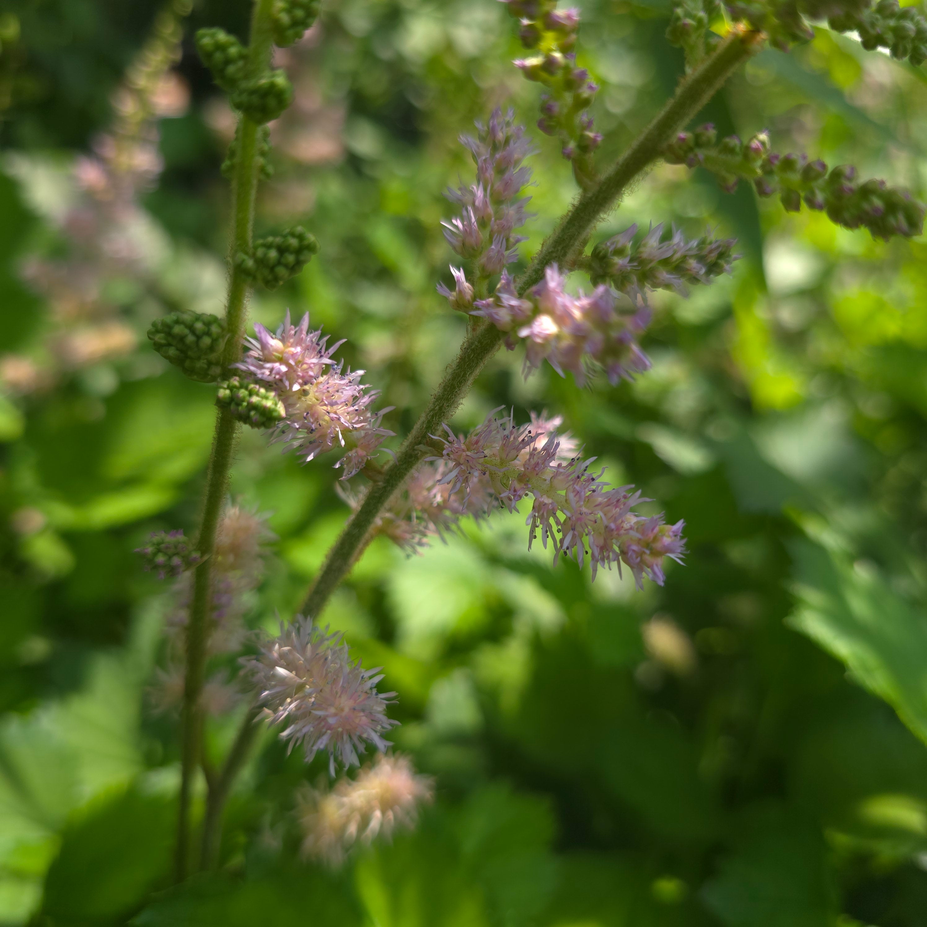 Astilbe Chinensis Pumila