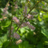 Astilbe Chinensis Pumila