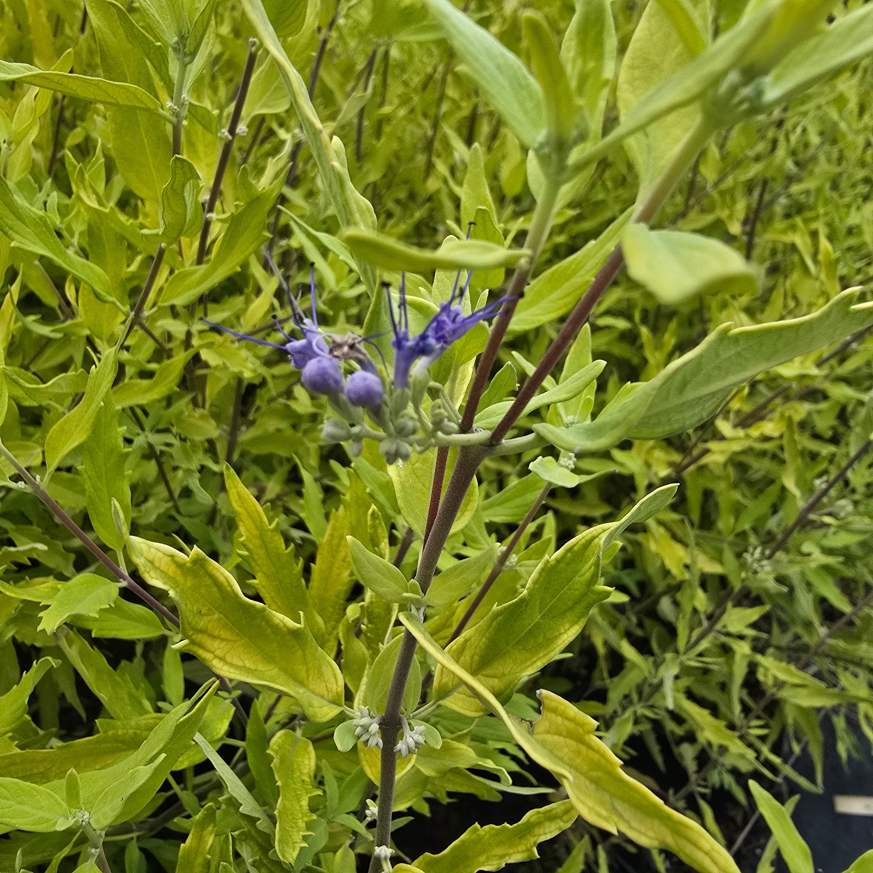 Barba Albastră Aurie - Caryopteris x Clandonensis 'Worcester Gold'