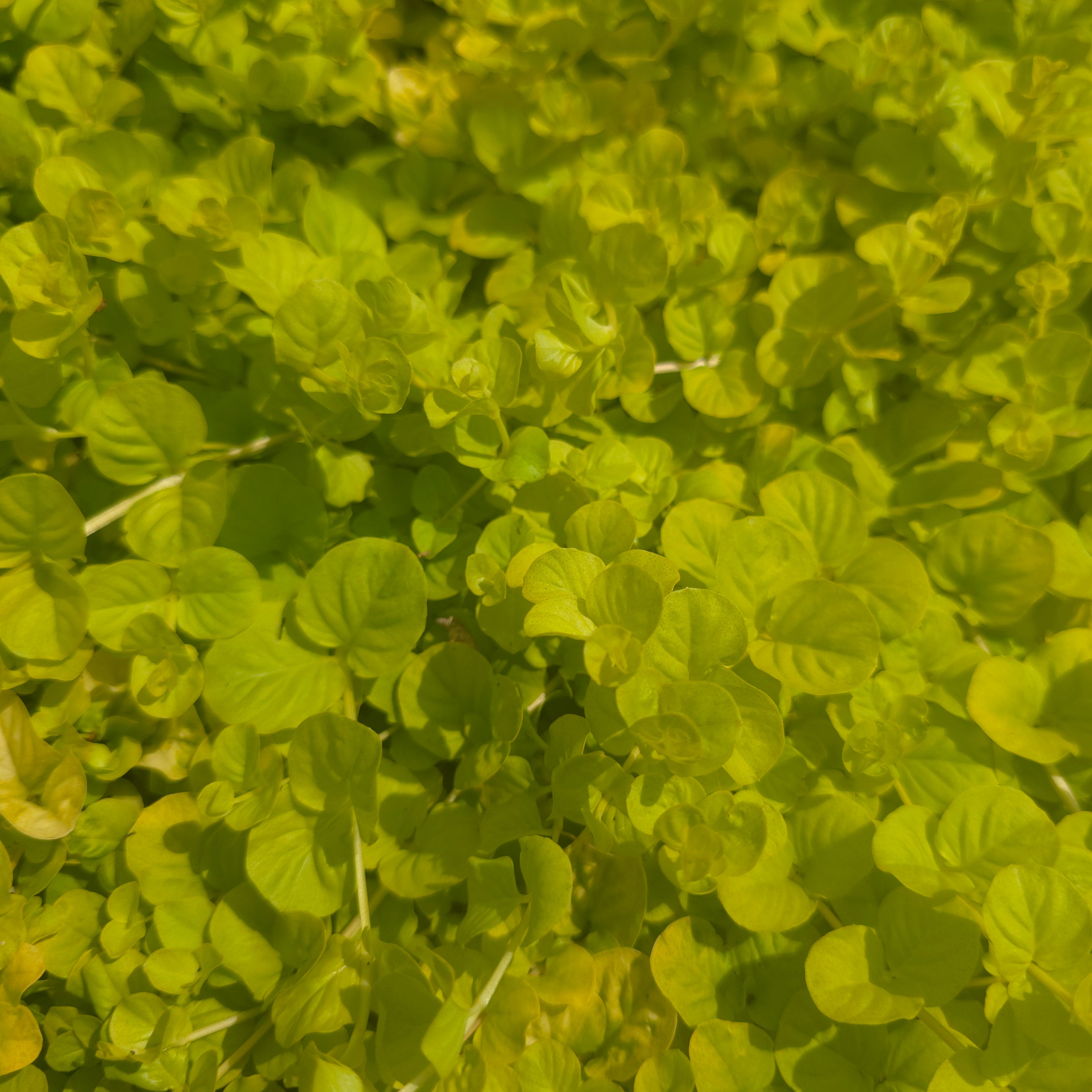 Drete - Lysimachia nummularia 'Goldilocks'