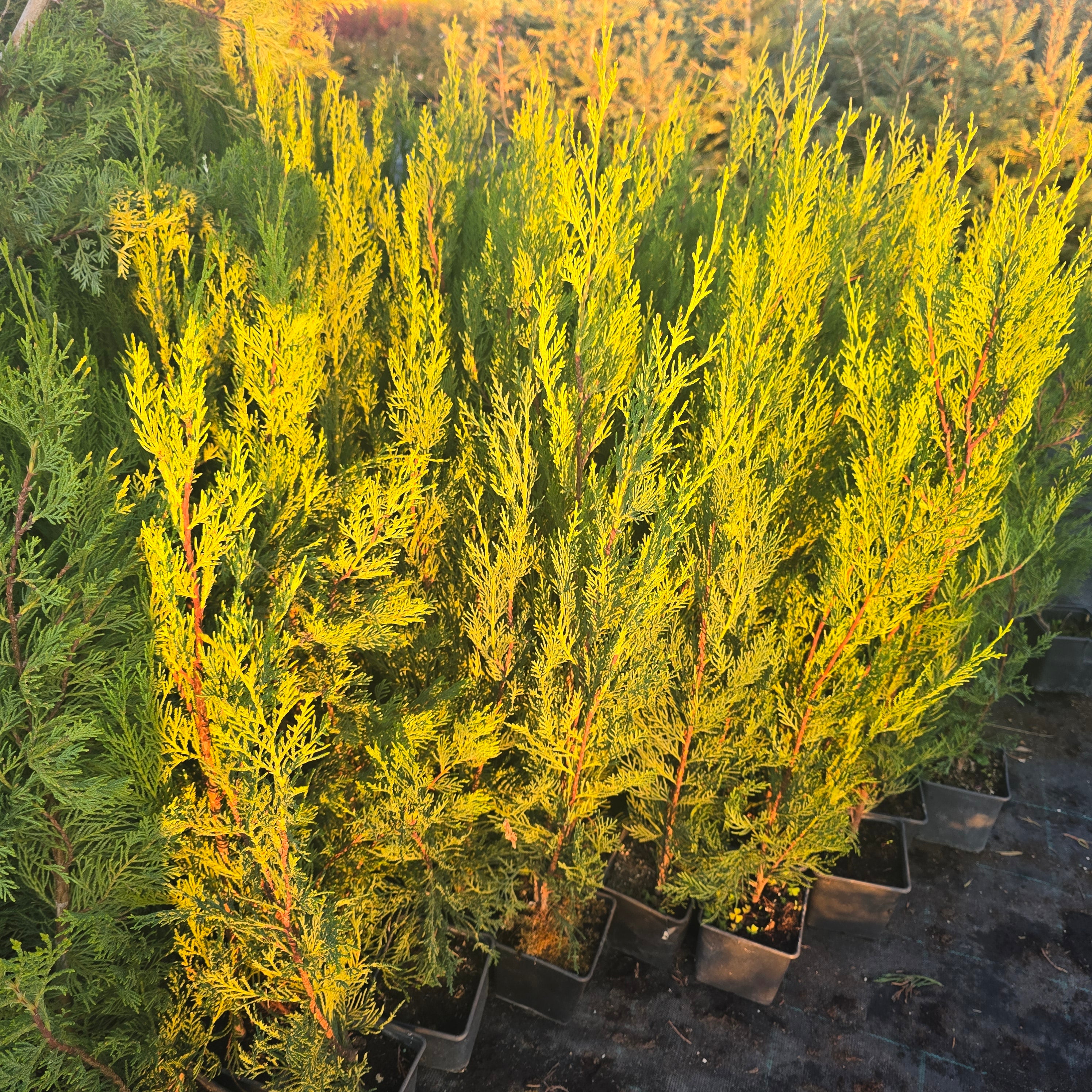 Gard viu Chiparos Leyland - Cupressocyparis Leylandii