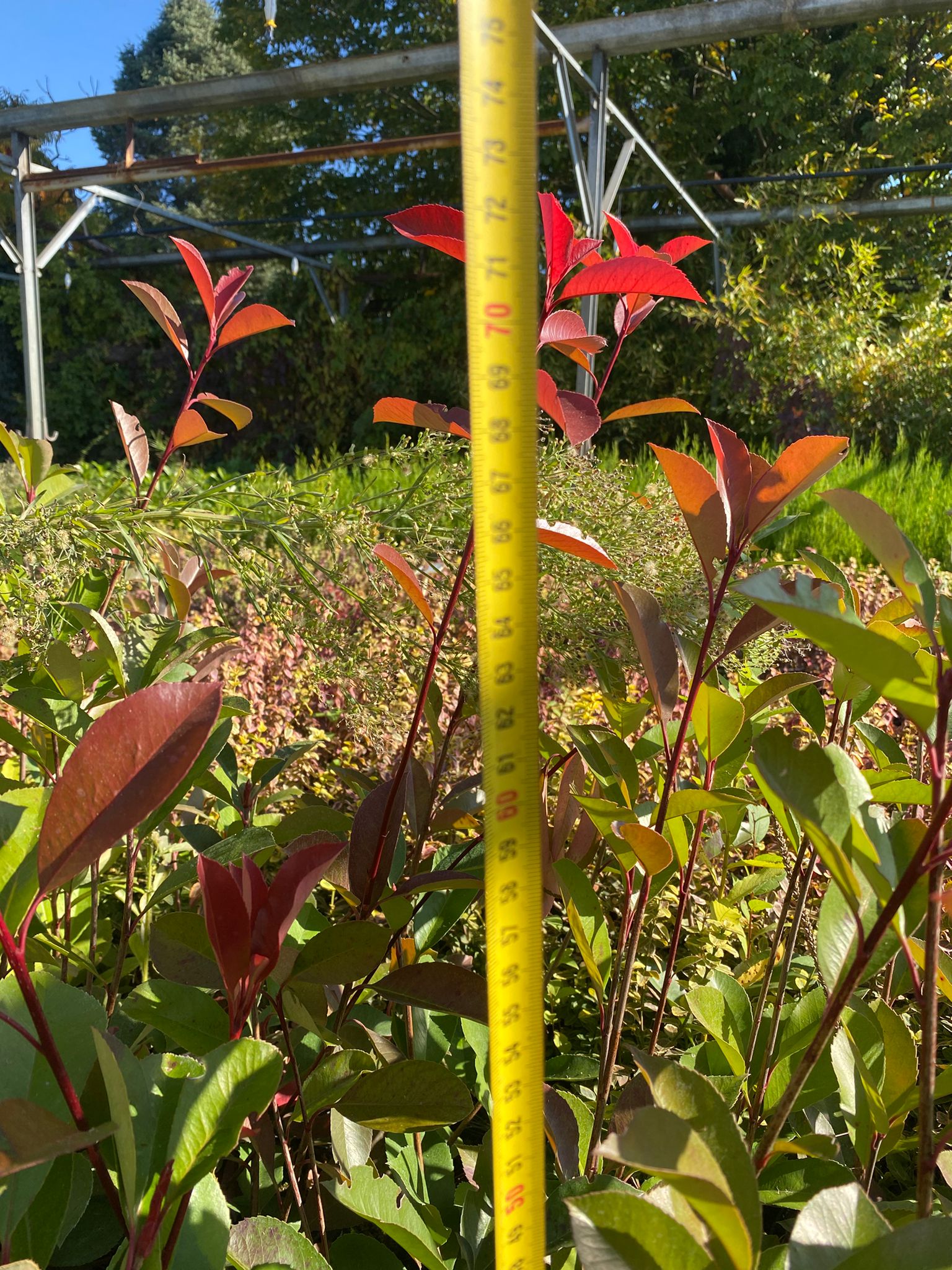 Fotinia - Photina fraseri 'Red Robin'