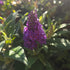 Liliac de vară pitic - Buddleja davidii Little Rockstars Blue