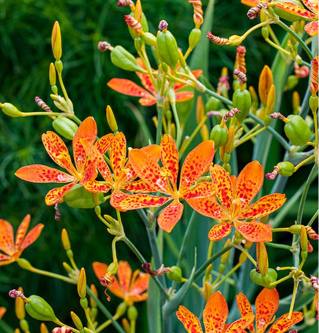 Crin Leopard - Belamcanda chinensis 'Freckle Face'