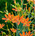 Crin Leopard - Belamcanda chinensis 'Freckle Face'