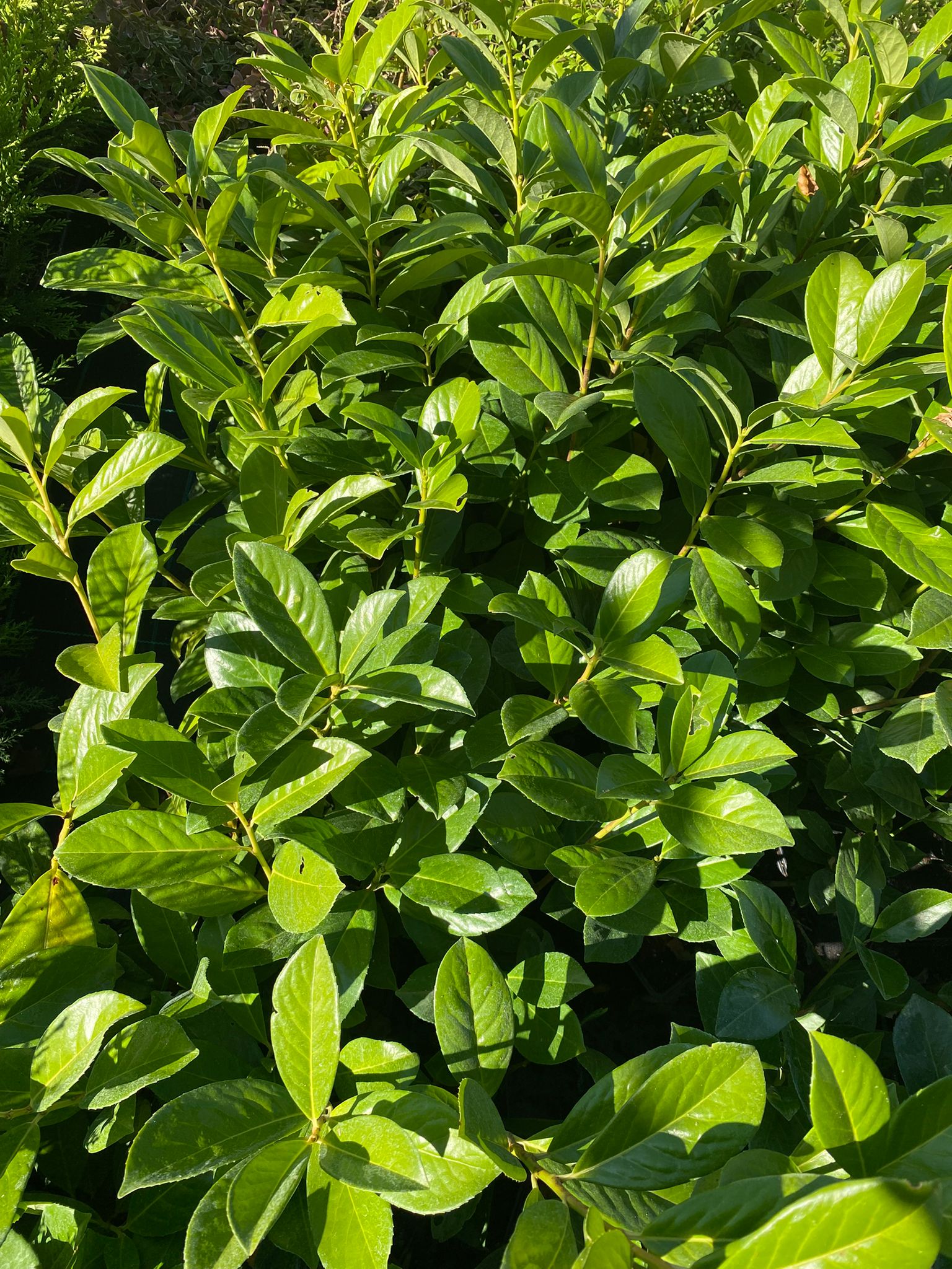 Gard viu Laur Englezesc - Prunus Laurocerasus 'Novita' (30-40cm înălțime la livrare)