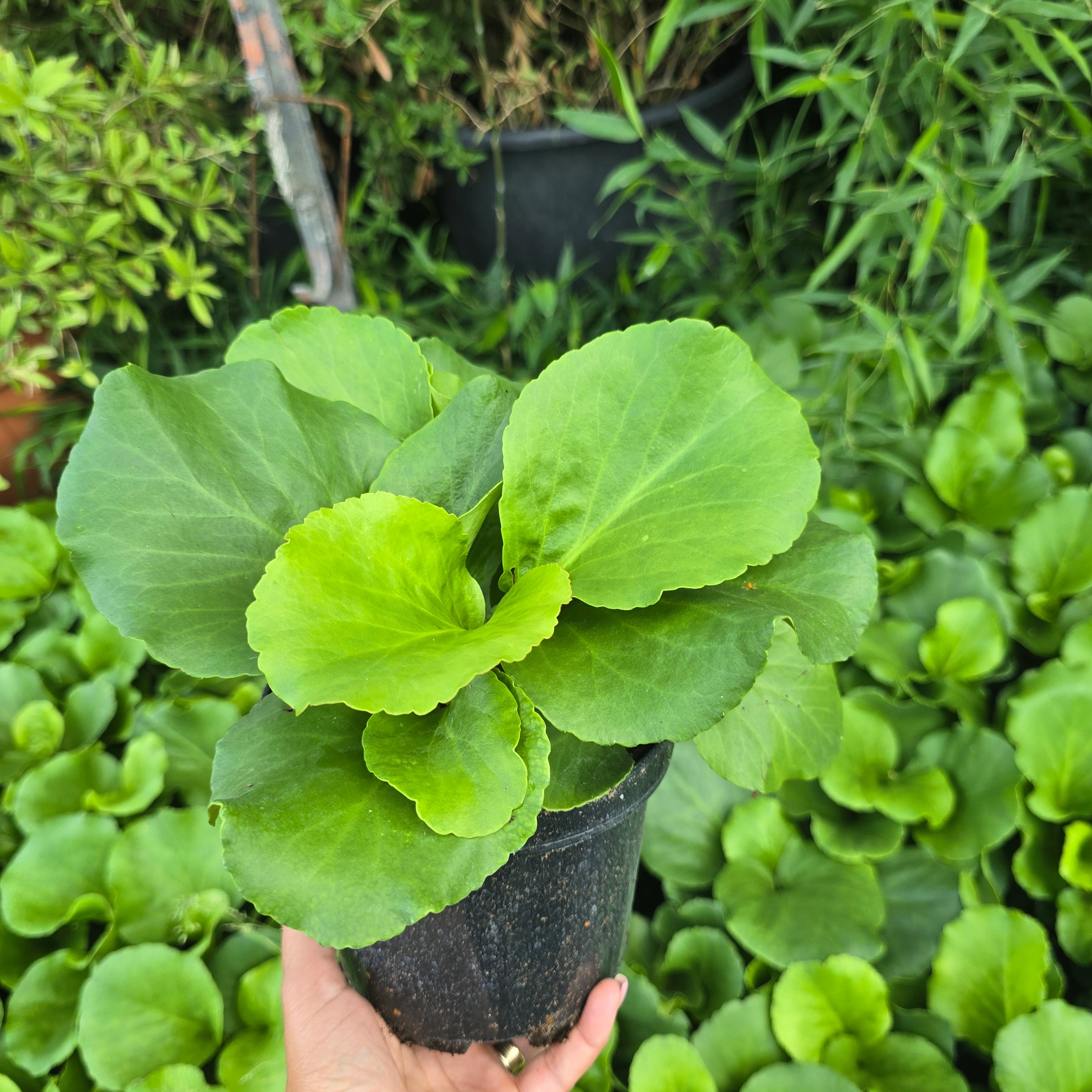 Bădan - Bergenia cordifolia Rose
