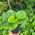 Bădan - Bergenia cordifolia Rose