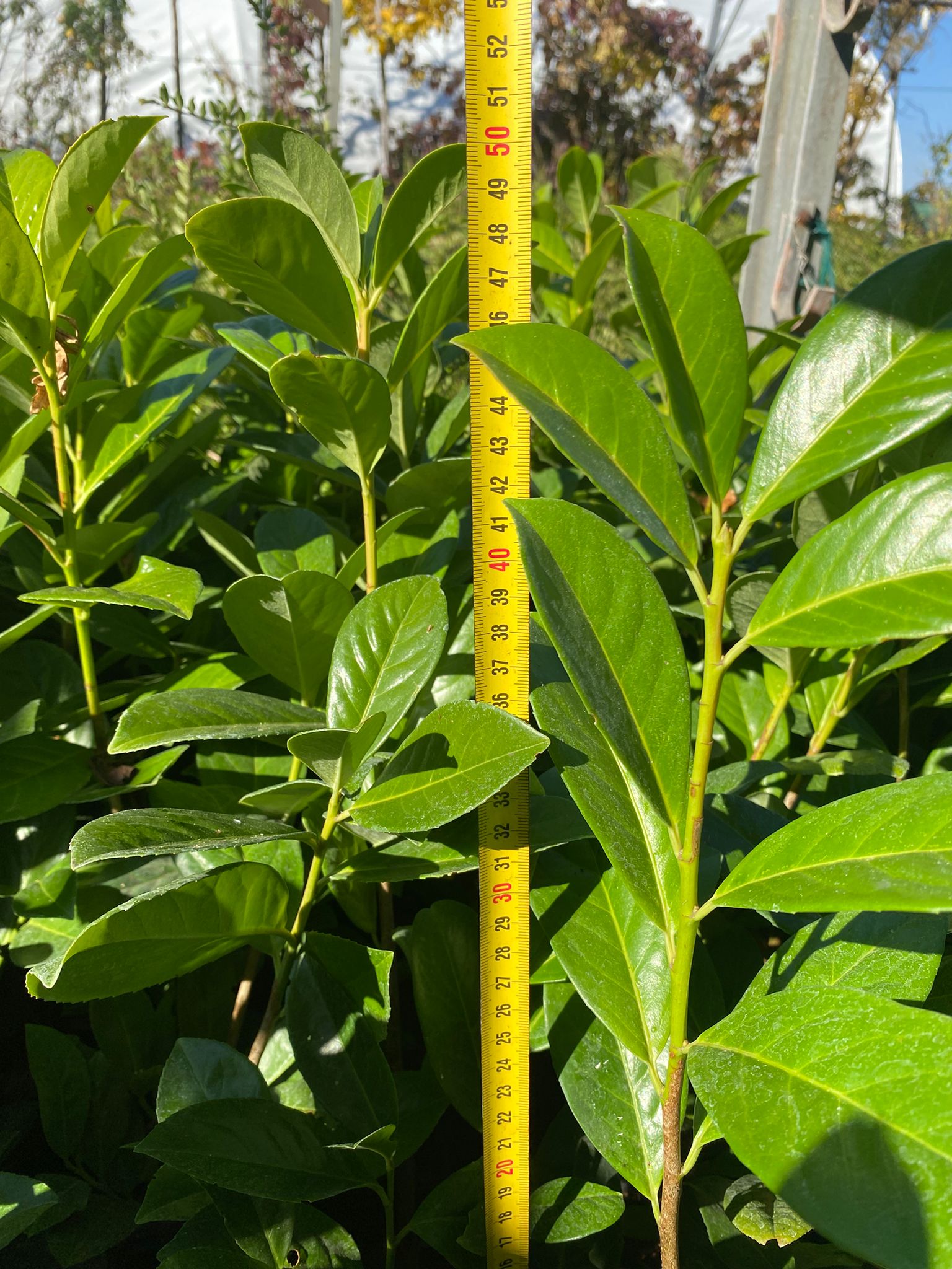 Gard viu Laur Englezesc - Prunus Laurocerasus 'Novita'
