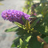 Liliac de vară pitic - Buddleja davidii Little Rockstars Blue