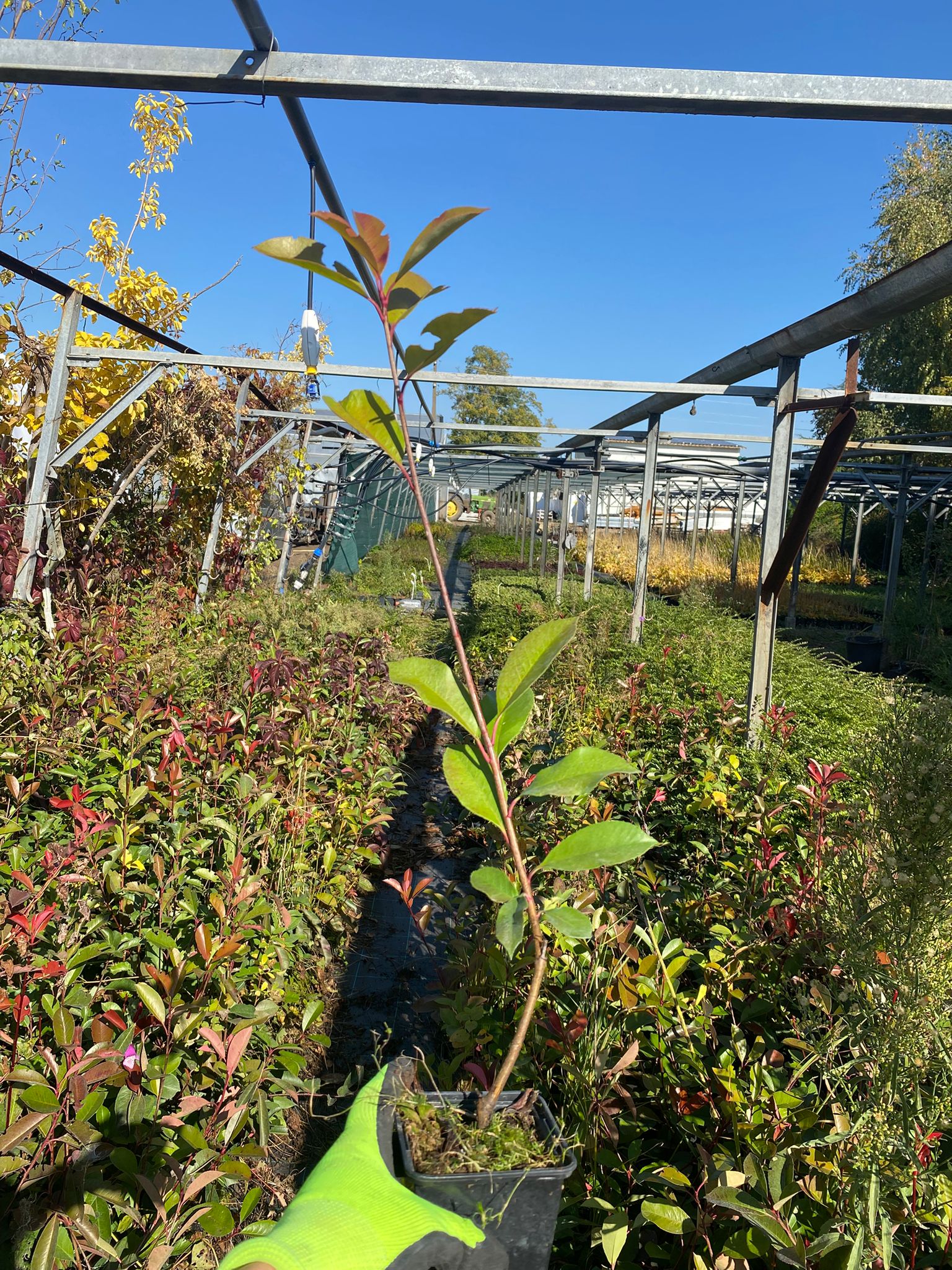 Fotinia - Photina fraseri 'Red Robin' (50-70cm înălțime la livrare)