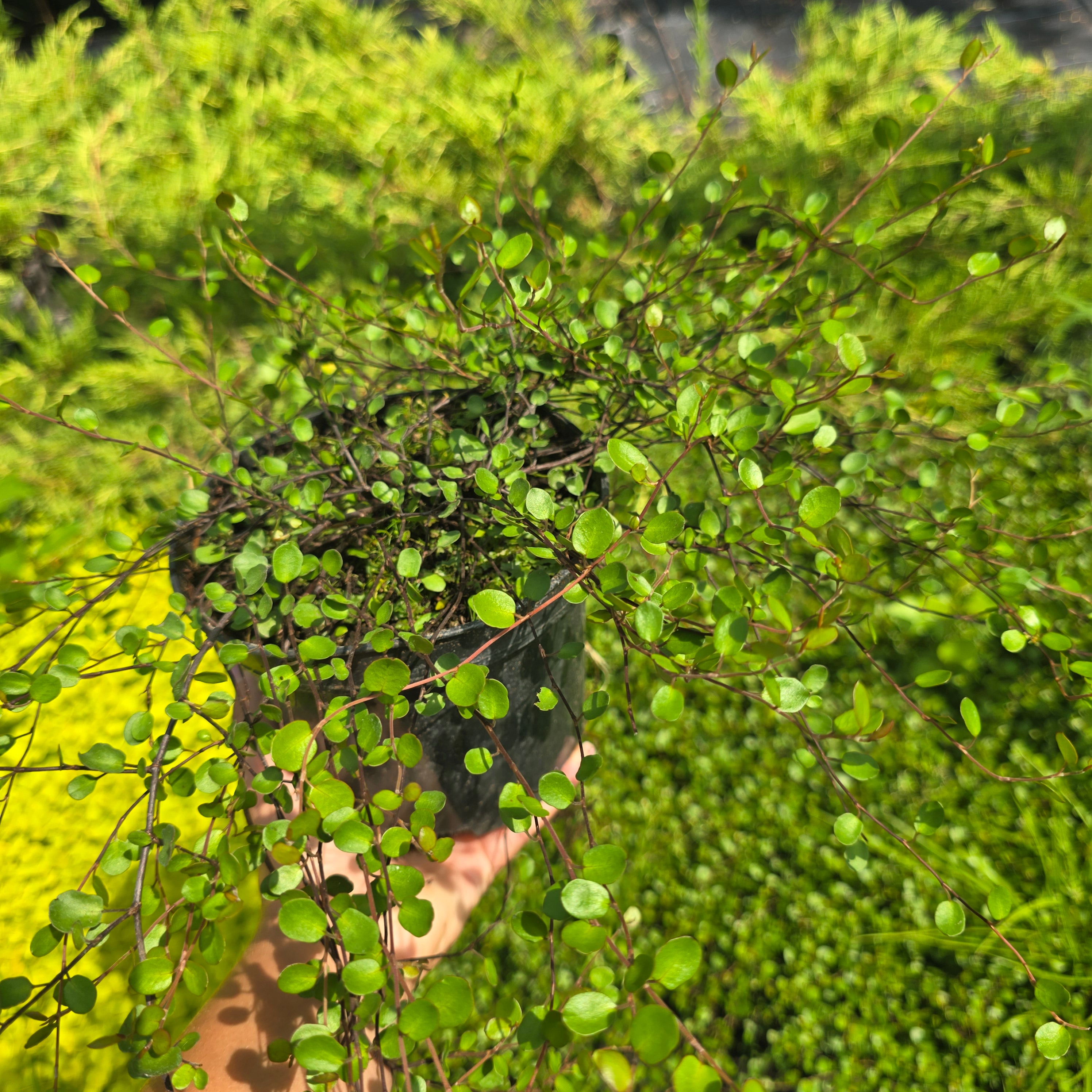 Părum fecioarei - Muehlenbeckia complexa Green