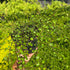 Părum fecioarei - Muehlenbeckia complexa Green