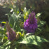 Liliac de vară pitic - Buddleja davidii Little Rockstars Blue