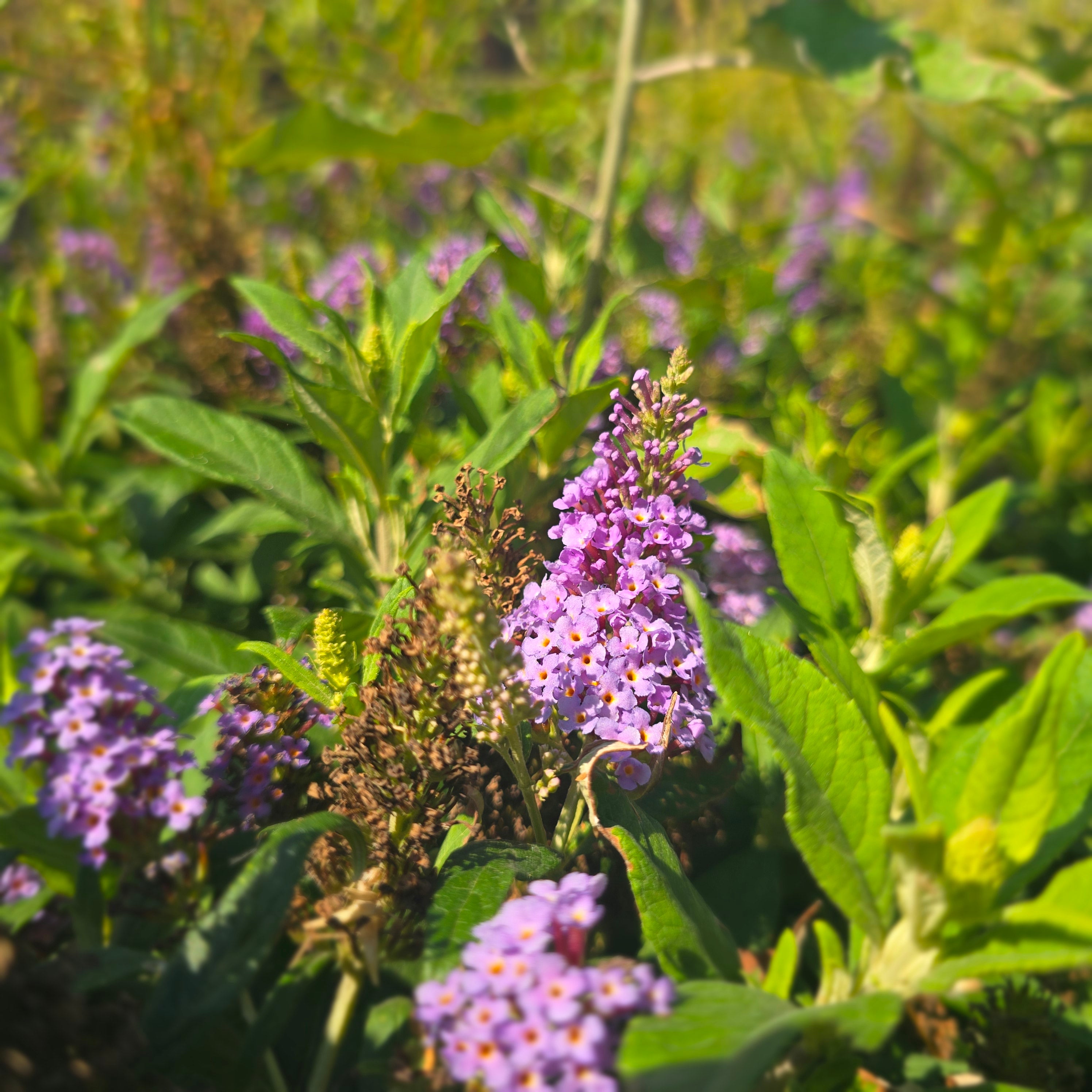 Liliac de vară pitic - Buddleja davidii Little Rockstars Blue