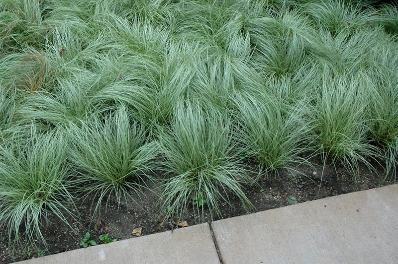Rogoz decorativ - Carex comans Amazon Mist - DocaPerene