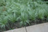 Rogoz decorativ - Carex comans Amazon Mist - DocaPerene