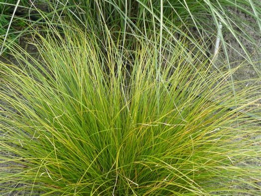 Rogoz decorativ Kiwi - Carex flagellifera KIWI - DocaPerene