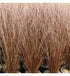 Rogoz roșu - Carex buchananii 'Red Rooster' - DocaPerene