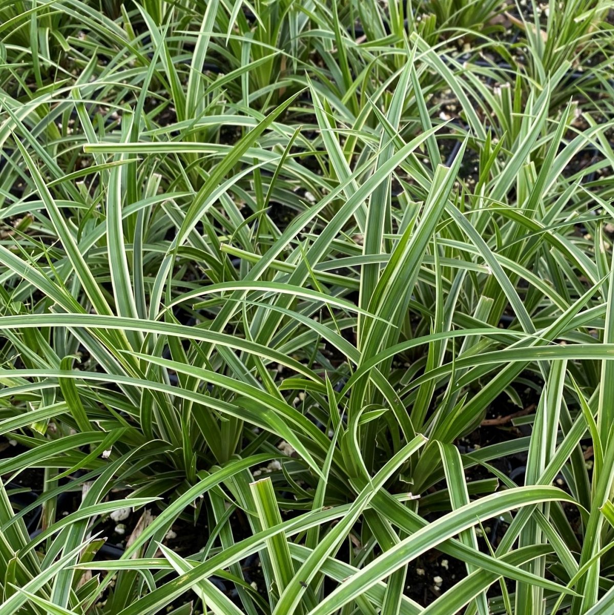 Rogoz variegat – Carex morrowii Ice Dance