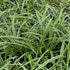 Rogoz variegat – Carex morrowii Ice Dance