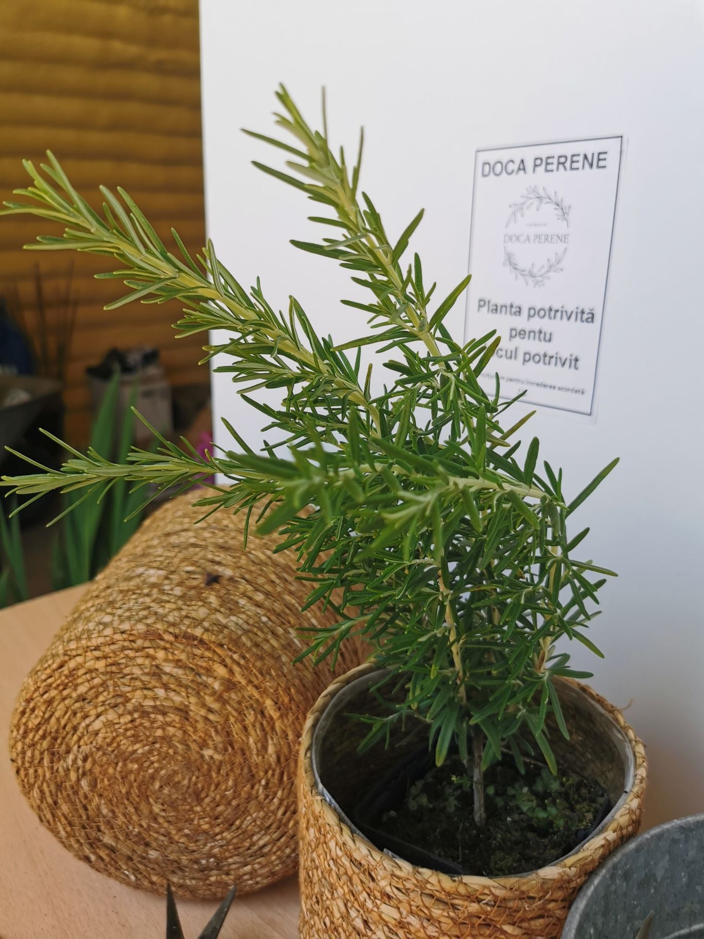 Rozmarin - Rosmarinus officinalis