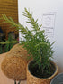 Rozmarin - Rosmarinus officinalis