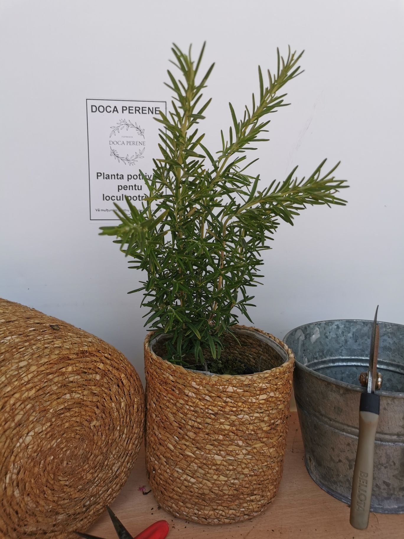 Rozmarin - Rosmarinus officinalis