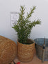 Rozmarin - Rosmarinus officinalis
