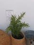 Rozmarin - Rosmarinus officinalis