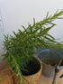 Rozmarin - Rosmarinus officinalis