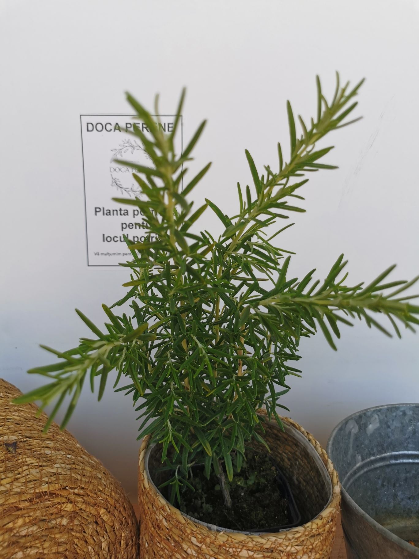 Rozmarin - Rosmarinus officinalis