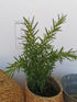 Rozmarin - Rosmarinus officinalis