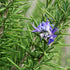 Rozmarin - Rosmarinus officinalis - DocaPerene